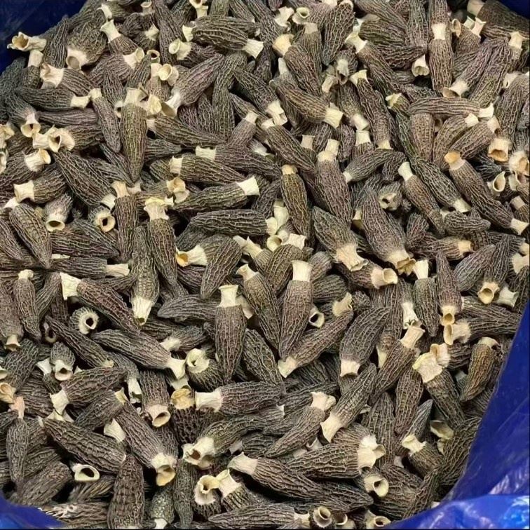 Dehydrated Morel Mushrooms