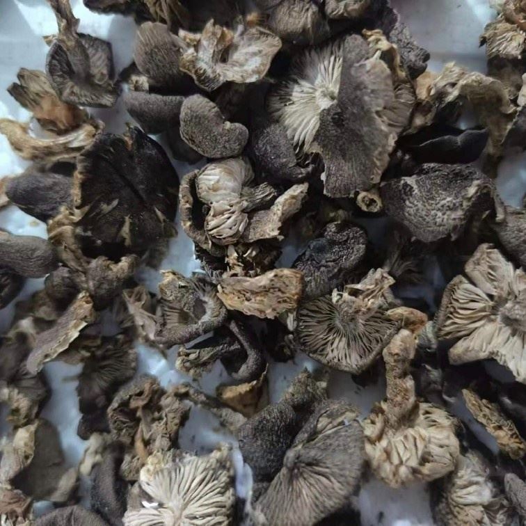 Dried Grey Knight Mushrooms