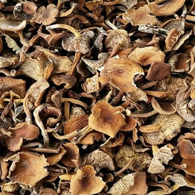 Dried Saffron Milk Caps