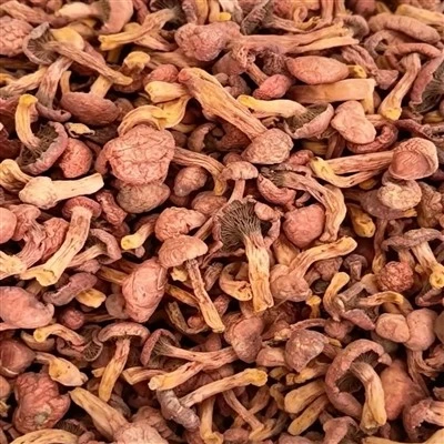 Dried Whole Copper Spike Mushrooms